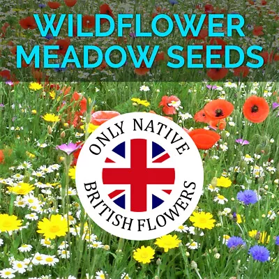 Wildflower Seeds Wild Flowers Garden Bee Meadow Flower Pack Mix Seed NO GRASS • £2.95