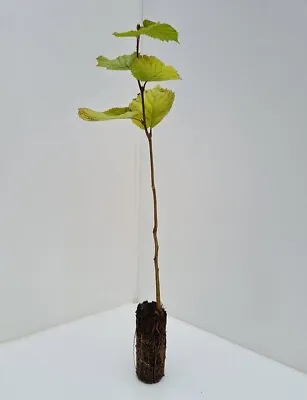 £13.98 • Buy Hazel Nut Tree / Bush 🌰🐿️ Corylus Avellana - Approx 40/60cm 🇬🇧 UK Cell Grown