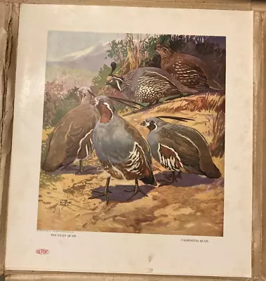 Lynn Bogue Hunt Vintage Du Pont Print 1917 Mountain & Cali Quail Game Birds • $18