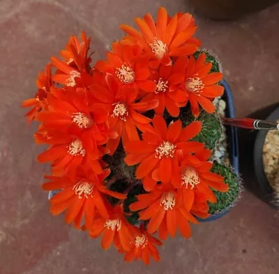 Rebutia Miniscula - Orange Flower Cactus • $30