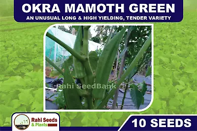 Okra Mamoth Green - An Unusual Long & High Yielding Tender Variety - 10 Seeds • $4.25