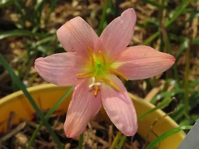 Rain Lily Zephyranthes Pink Diamond 1 Bulb NEW Habranthus • $18