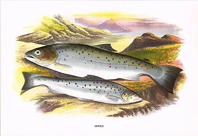 Sewen Vintage Fish Print Picture A F Lydon 1981 Reprint BFF#136 • $4.34