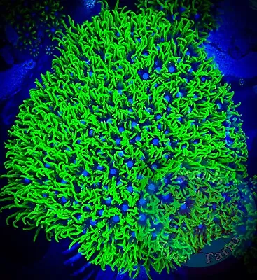 SAF~2 Inch Green Star Polyp Coral Plate “WYSIWYG” GSP Soft Corals Reef Live • $49.99