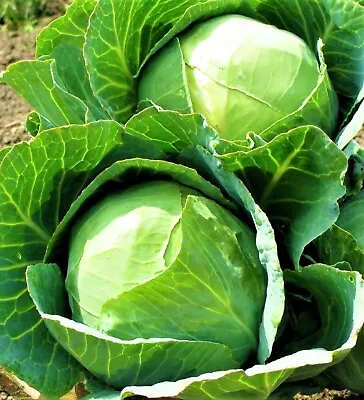 Danish Ballhead Cabbage Seeds 500+ Seeds NON-GMO  BUY 4 GET FREE SHIPPING • $0.99