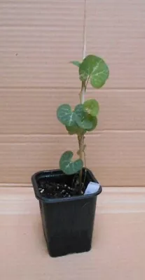 A Young Aristolochia Fimbriata Plant (Climber  Vine  ) • £8.95