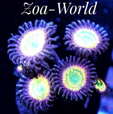 Sunny D Zoa 1 Polyp Frag-----Free Shipping On Orders Over $85 • $14.99