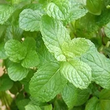 £1.29 • Buy Herb - Mint Green - 3000 Seeds