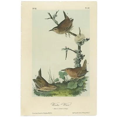 Audubon Birds Octavo 2nd Ed 1856 H/c Lithograph Pl 121 Winter Wren • $82.23