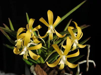 DO -  Neofinetia Falcata 'Yellow Dragon' X Self Vanda Mini Orchid • $24.99