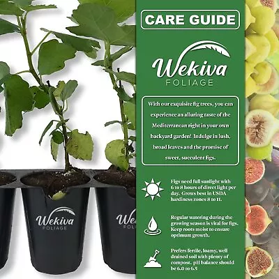 Fig Tree - Live Plants In 4 Inch Pots - Ficus Carica - Edible Fruit Tree For... • $28.97