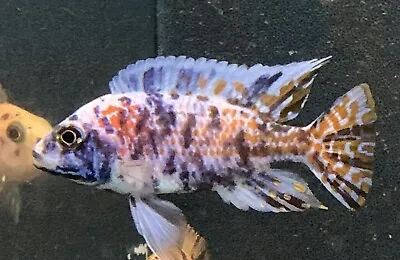 X6 Assorted Ob Peacock  African Malawi Cichlid Tropical Fish 4-5cm Unsexed • £35