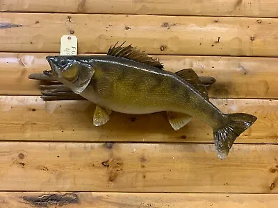 Real Skin Mount Walleye Pike Northern Musky Bass Sauger Fish Taxidermy FW49 • $299