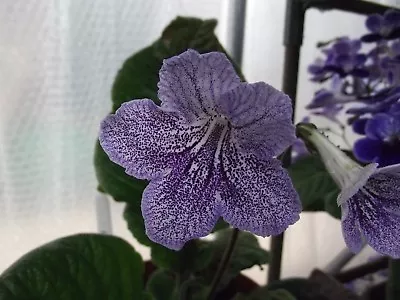 Streptocarpus Plug Plants - Varieties E To M • £3.75