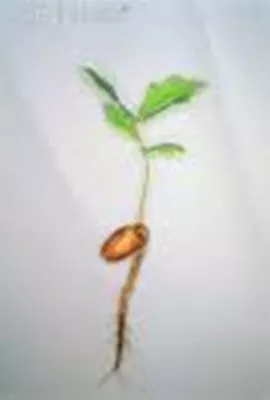 Georgia  Appalachian Mountain Grown  White Oak Tree (30) Starter Seedlings  • $140.50
