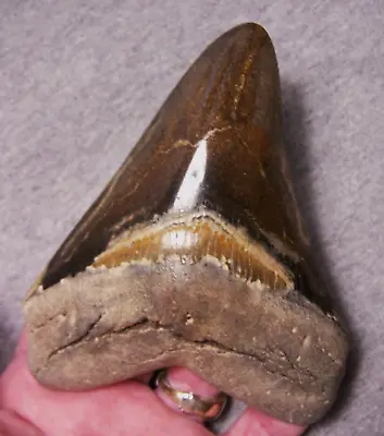Megalodon Shark Tooth 5 1/16  Teeth Jaw Fossil Stunning Giant Polished Megladon • $199