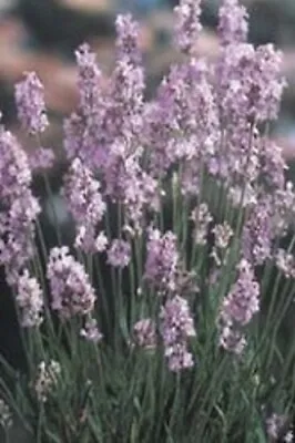 Lavender 'Pink Perfume' / Lavandula Angustifolia / Hardy Perennial / 50 Seeds • £1.79