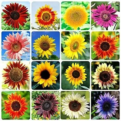 100 Sunflower Mixture Mix Seeds Outdoor Helianthus Annuus Garden Plant Flowers • £4.95