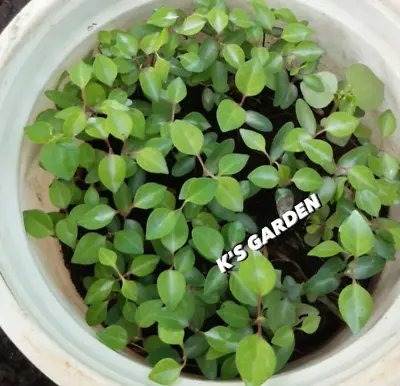 5 Pcs  River Leaf Vine Seeds  Hat LÁ Giang |high Germination Rate  85%| • $4.99