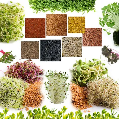 £2.99 • Buy Organic Seeds For Sprouting Sprouts, Healthy Micro Greens, SUPERFOOD - 22+ Seeds