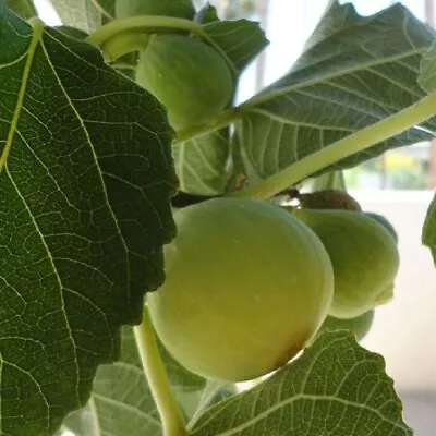 Fig Tree - Live Plant In A 2 Inch Pot - Ficus Carica - Edible Fruit Tree • $17.97