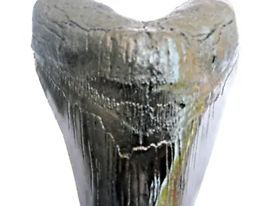 7 Inch Long Megalodon Tooth Replica Big Fossil Giant Relic Teeth Huge Shark New • $33.95