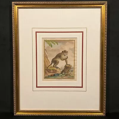 Antique 18th C. Framed Monkey Colored Engraving  L'Aigrette  By Comte De Buffon • $240