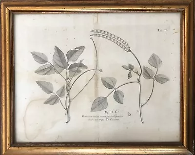 Michael Van Der Gucht Antique Botanical Etching Plates Tab 117 London • $475