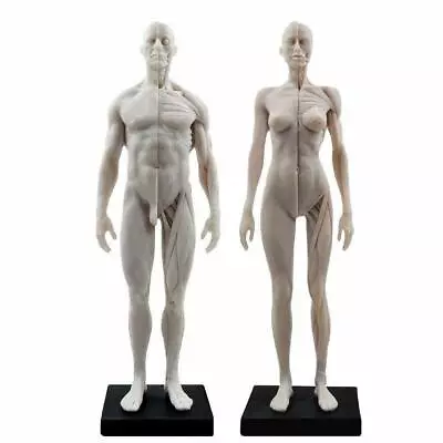 30cm Human Anatomical Model Art Anatomical Figure Male+Female White US STOCK • $62.69