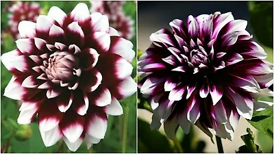 US Seller Rare Beautiful Perennial Dahlia Flowers Seeds 20 Seeds • $3.65