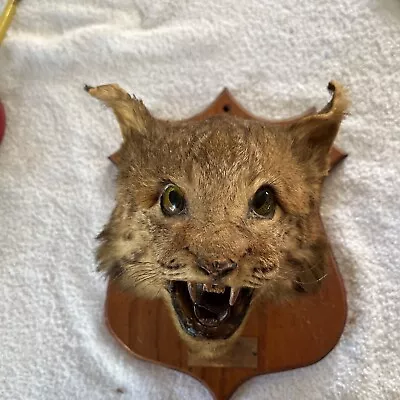 Vintage Bobcat Taxidermy Shoulder Mount 7 3/4”See Details • $149