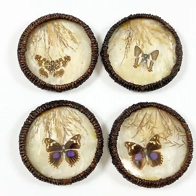 Vintage Pressed Butterfly Glass Coaster Set 4 With Rustic Wood Edge • $13.48
