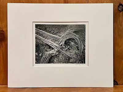 Morley Baer Photograph Signed  Saguaro Tucson  1973 Original • $850