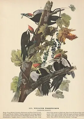1942 Audubon  Art Print 111 Pileated Woodpeckers. Vintage Bird Illustration • $9.49