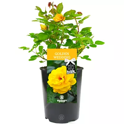 £23.99 • Buy Golden Wedding Rose - 50th Wedding Anniversary Gift - Live Rose Bush Plant