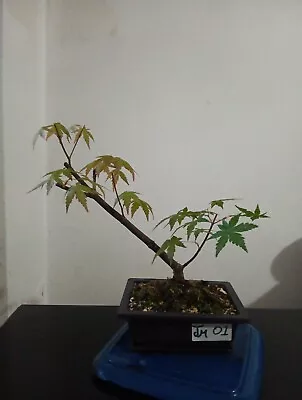 Japanese Maple Bonsai Tree • £19.99