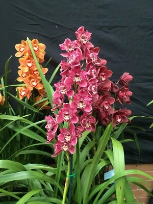 $55 • Buy Cymbidium Strathdon Cooksbridge 'Fantasy' 175mm Pot FLOWERING