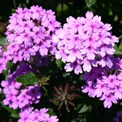 Verbena Plug Plants Lavender Flower Garden Perennial Pot Patio Planter Pack Of 3 • £9.46