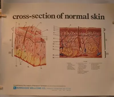 £24.53 • Buy Cross-Section Of Normal Skin Advertisement Poster Neosporin Burroughs (1975)