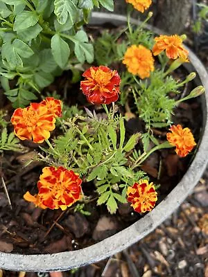 400 Marigold Seeds ( Mixed ) Fresh Seed For 2024 • $4