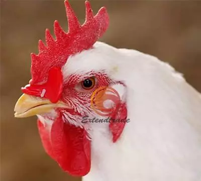 NEW 100PCS Creative Chicken Eyes Glasses Avoid Hen Peck Each Other Chicken Farm • $6.97