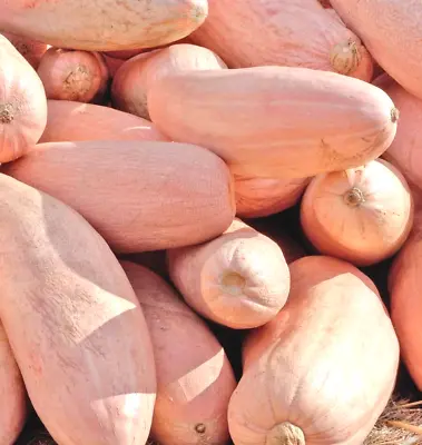 Pink Banana Squash Seeds | USA Garden Vegetable Pumpkin Candy Roaster Seed 2024 • $3.95