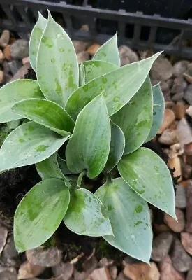£10 • Buy Hosta Blue Lollipop X2 In 9cm Pot