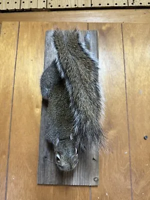 Squirrel Taxidermy Grey Squirrel Climbing Down Hardwood • $129.99
