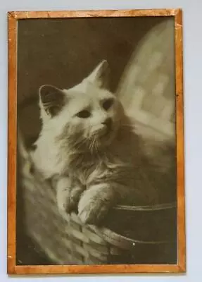   Post Card White Kitty Vintage Victorian  Post Card 1910  Framed • $9.95