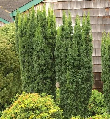 Taxus X Media Hicksii Evergreen Yew Hedging Tree In 11 Cm  Pots • £7.50