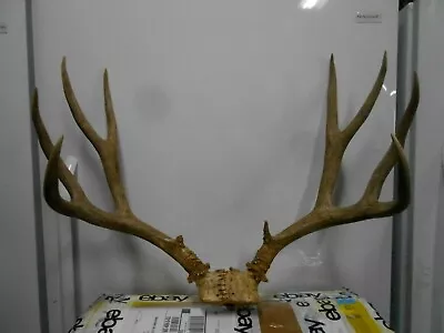 26  5x5 Colorado Rocky Mountain MULE DEER RACK Antlers Whitetail Elk Mount • $300