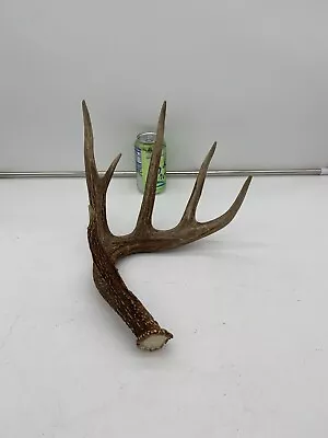 65 Inch Big Wild Whitetail Deer Antler Shed Mount Antlers Decor Buck Horns Rack • $74.99