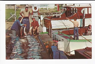 A Good Days Catch Bluefish Manasquan River Inlet Saga New Jersey Chrome Postcard • $4.99