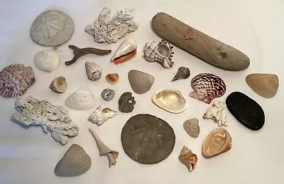 Mixed Lot Aquarium Natural Coral Shells Sand Dollars Driftwood Rock Beach Decor • $13.49